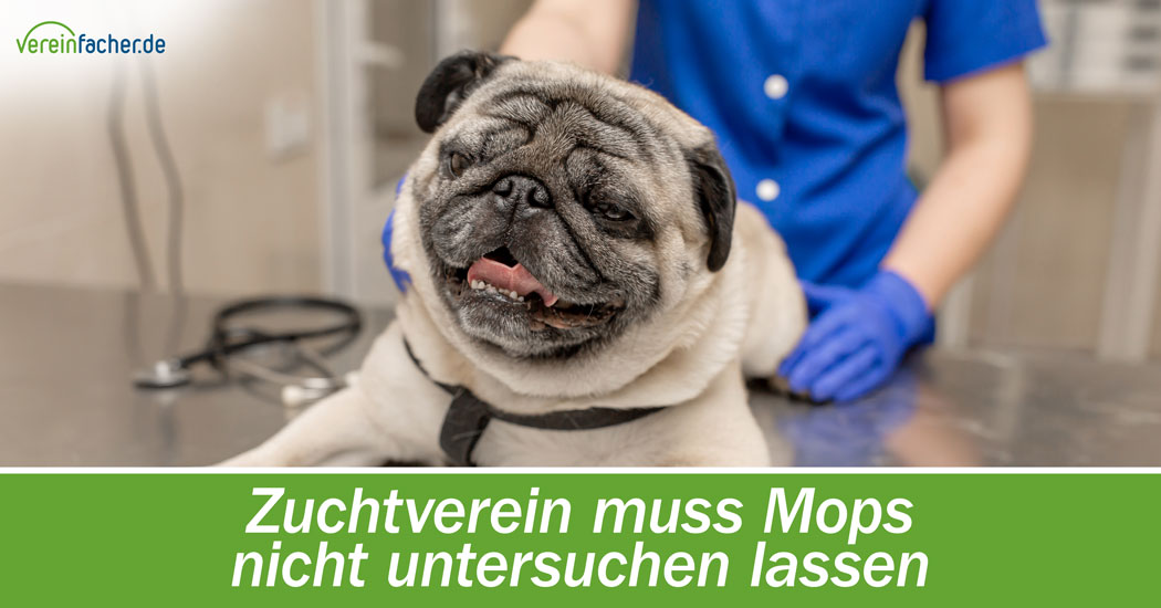 Zuchtverein muss Mops nicht untersuchen lassen