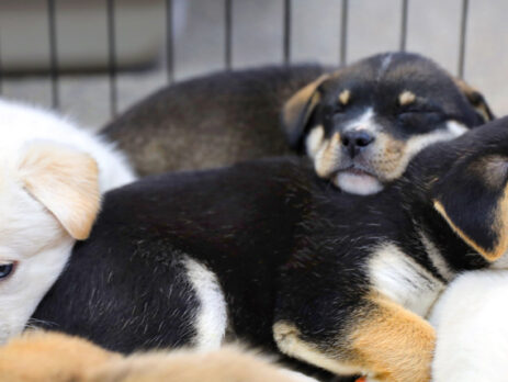 Hundesteuerpflicht eines Tierschutzvereins