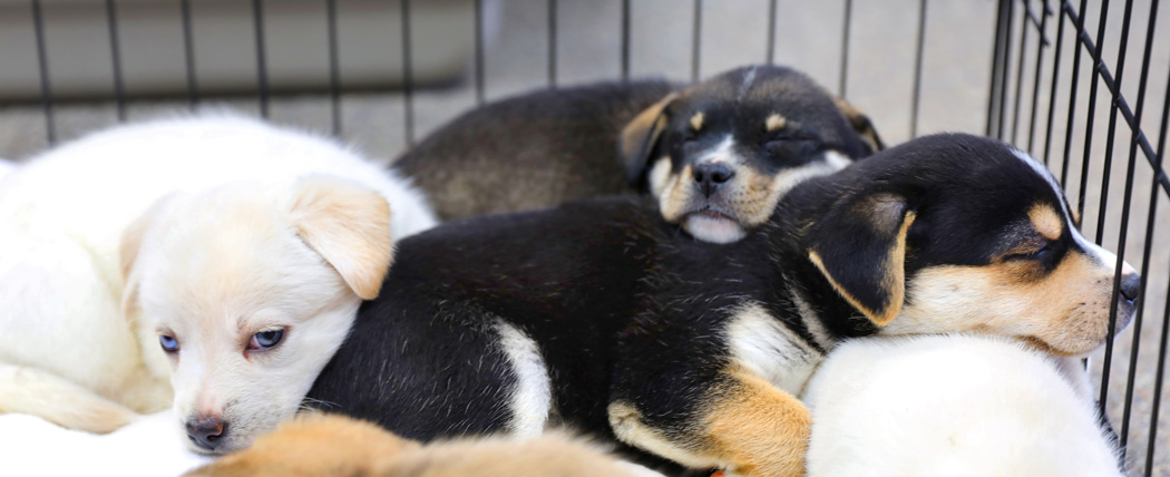 Hundesteuerpflicht eines Tierschutzvereins