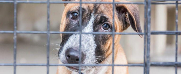 Spende für einen bestimmten Hund