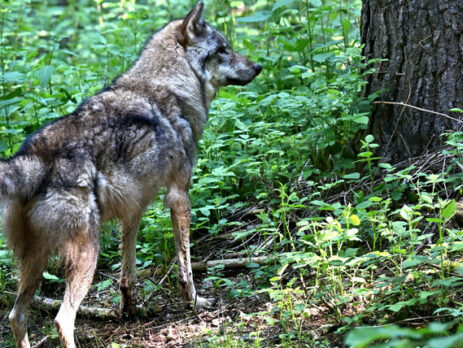 Wolf in der Region Traunstein