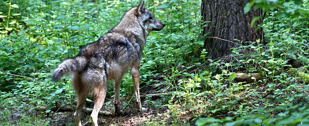 Wolf in der Region Traunstein